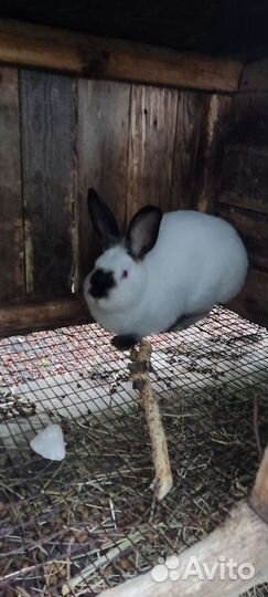 Колифорнийские кролики