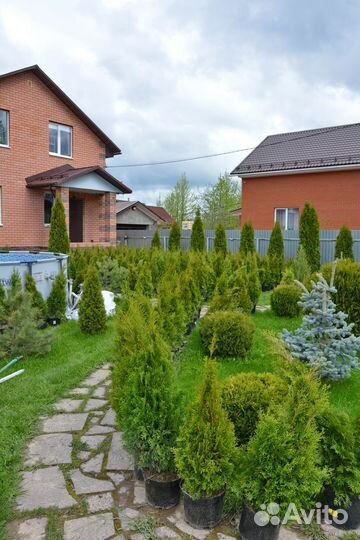 Туя смарагд 70 - 159 см