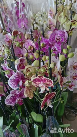 Орхидеи разные в наличии