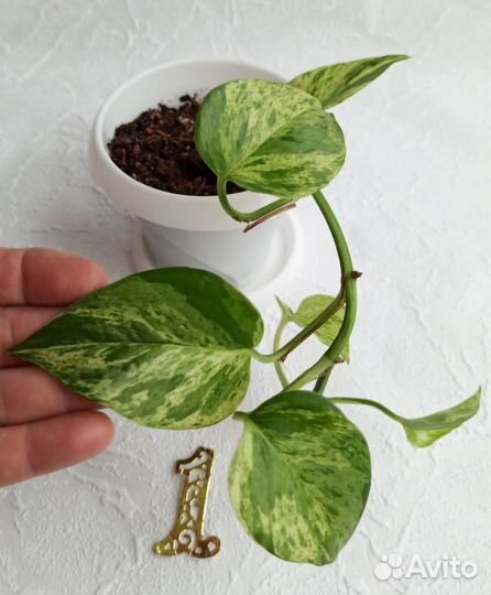 Эпипремнум Сноу Квин, эпипремнум золотистый