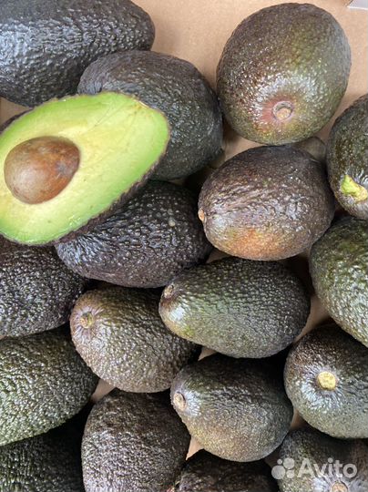 Авокадо хас