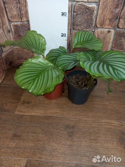 Калатея орбифолия