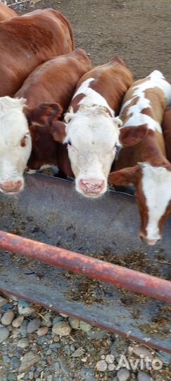 Продаются телочки герефорды