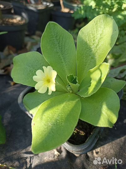 Примула ушковая Аурикула рассада