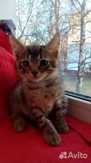 Кот