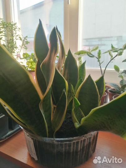 Сансенверия