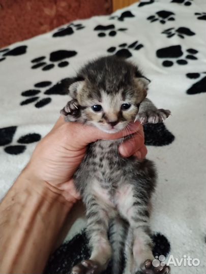 Шотландские