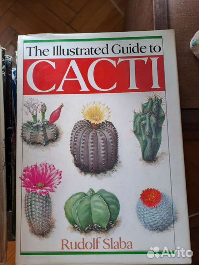 Кактусы и книги