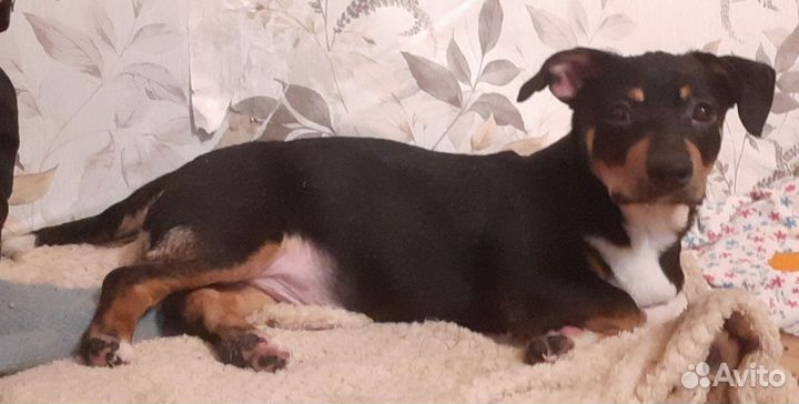 Щенок в добрые руки