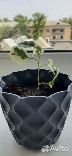 Фикус Де Гантель