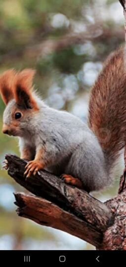 Участок 6,3 сот. (ИЖС)