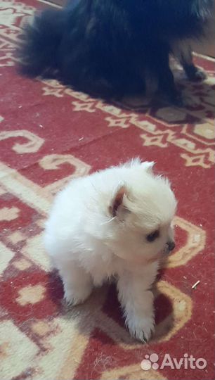 Щенки шпица