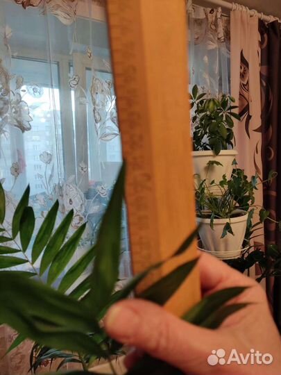 Пальма Хамедорея изящная