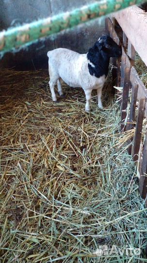 Овцы ягнята