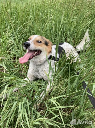 Хорошие собаки в добрые руки