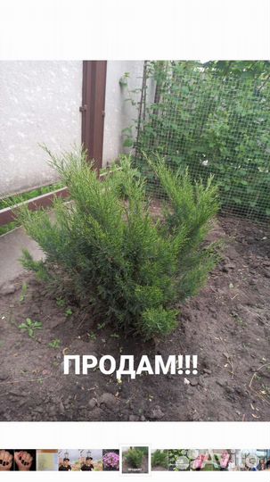 Многолетники садовые