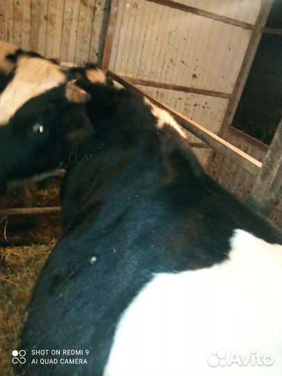 Продам бычка