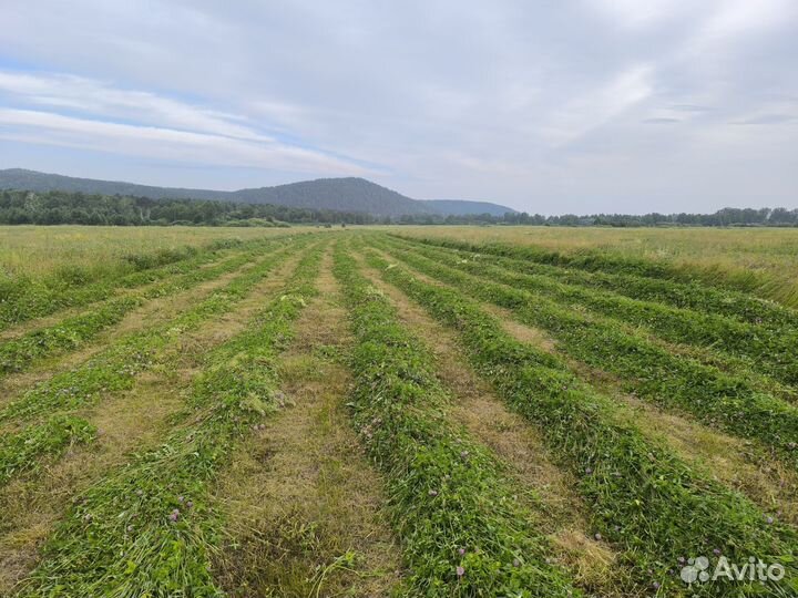 Сено в тюках