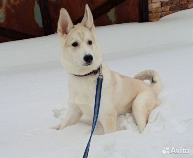 Собака в добрые руки