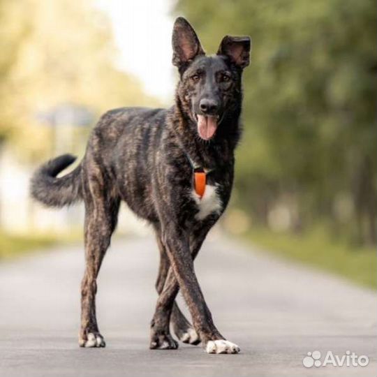 Тигровая собака в добрые руки