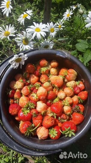 Саженцы: клубника и много других