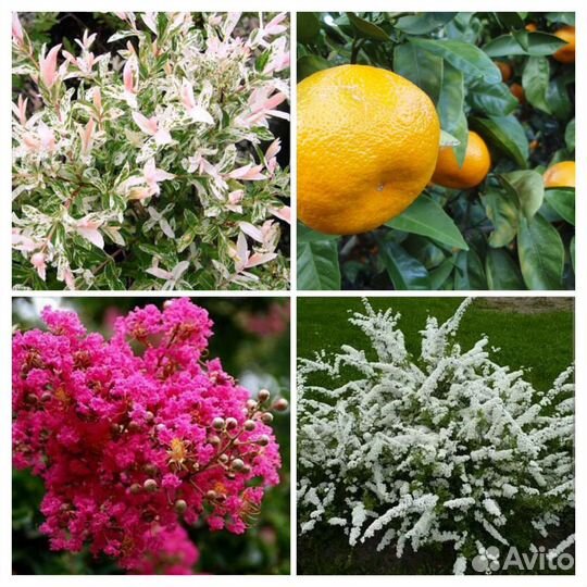 Черенки плодовых и декоративных растений