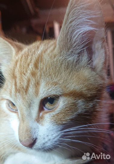 Котёнок хорошие руки