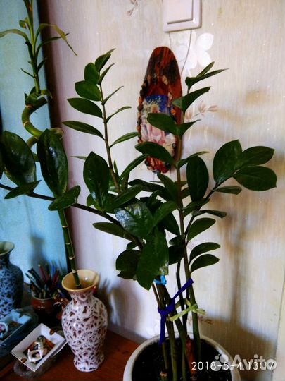 Замиокулькас