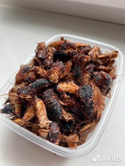 Тараканы туркменские