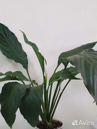 Спатифиллум