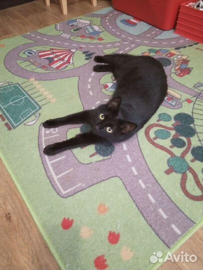 Котик ищет дом