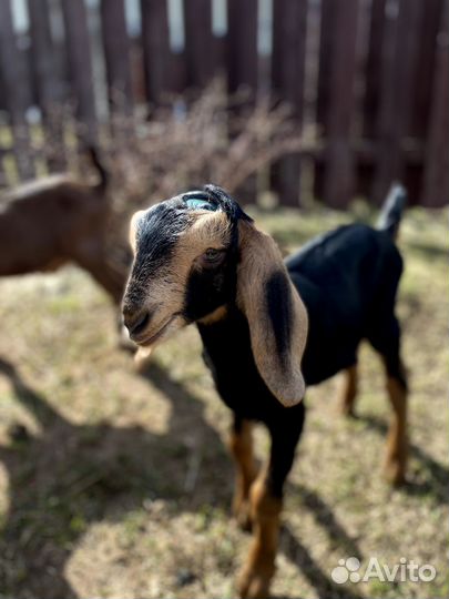 Козлики Камори-Нубийские