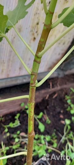 Саженцы инжира