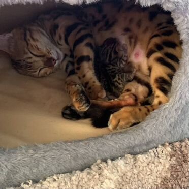 Бенгальский котёнок