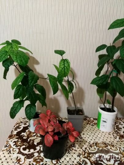 Фитония микс