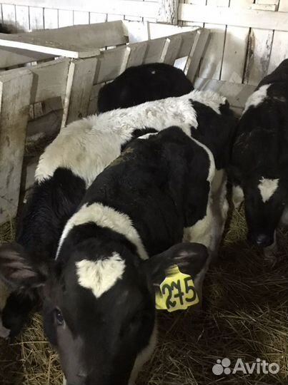 Бычки 60 дней