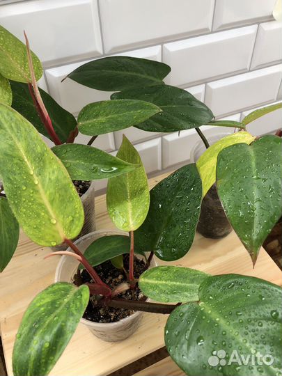 Филодендрон расписная леди (медуза)