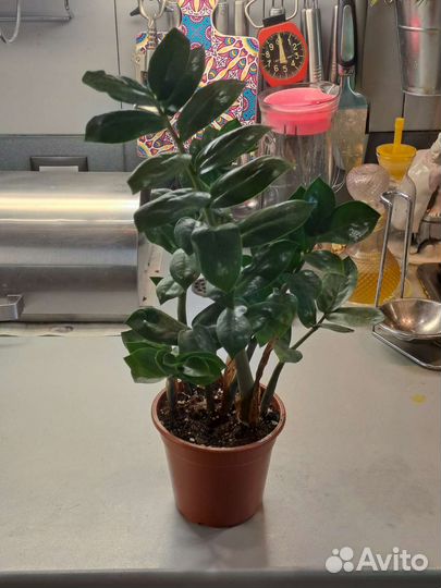 Замиокулькас