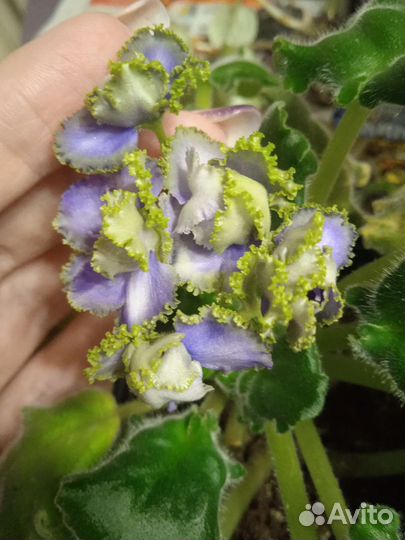 Фиалка ав-Лягушонок