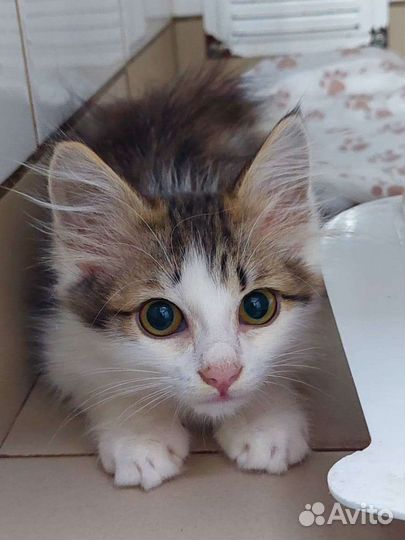 Кошечка в добрые руки