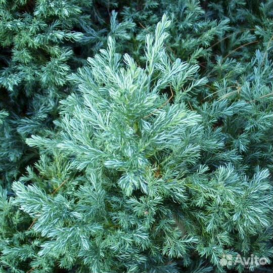 Кипарисовик горохоплодный булевард (boulevard)