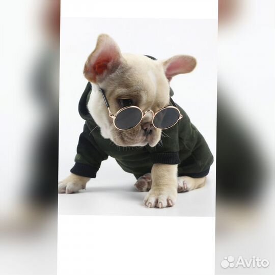 Солнцезащитные очки для кошек и собак