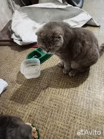Бакс кот около трех лет