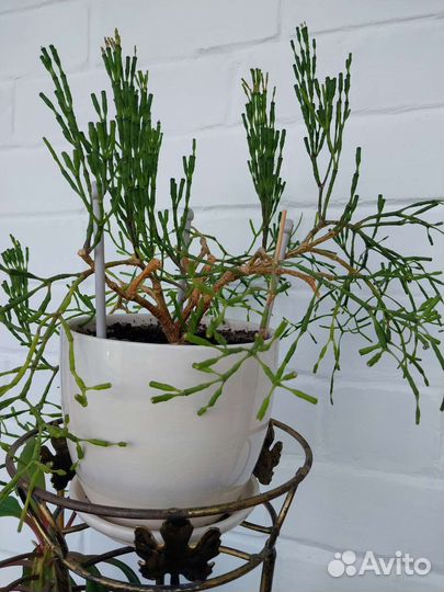 Комнатные цветы