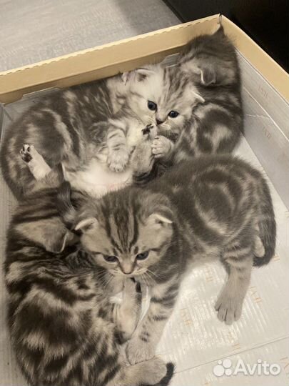 Шотландская