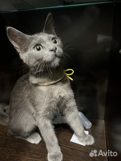 Котята русская голубая