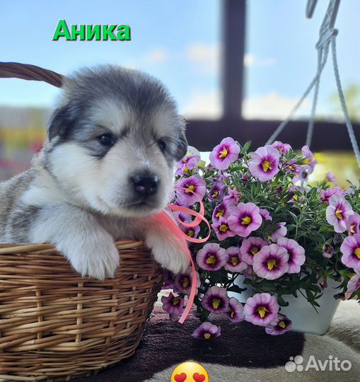 Щенки маламут