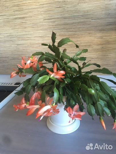 Декабрист оранжевый