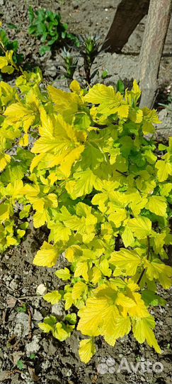 Пузыреплодник взрослые кустико, дëрен