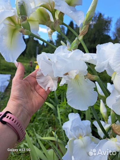 Ирисы бородатые